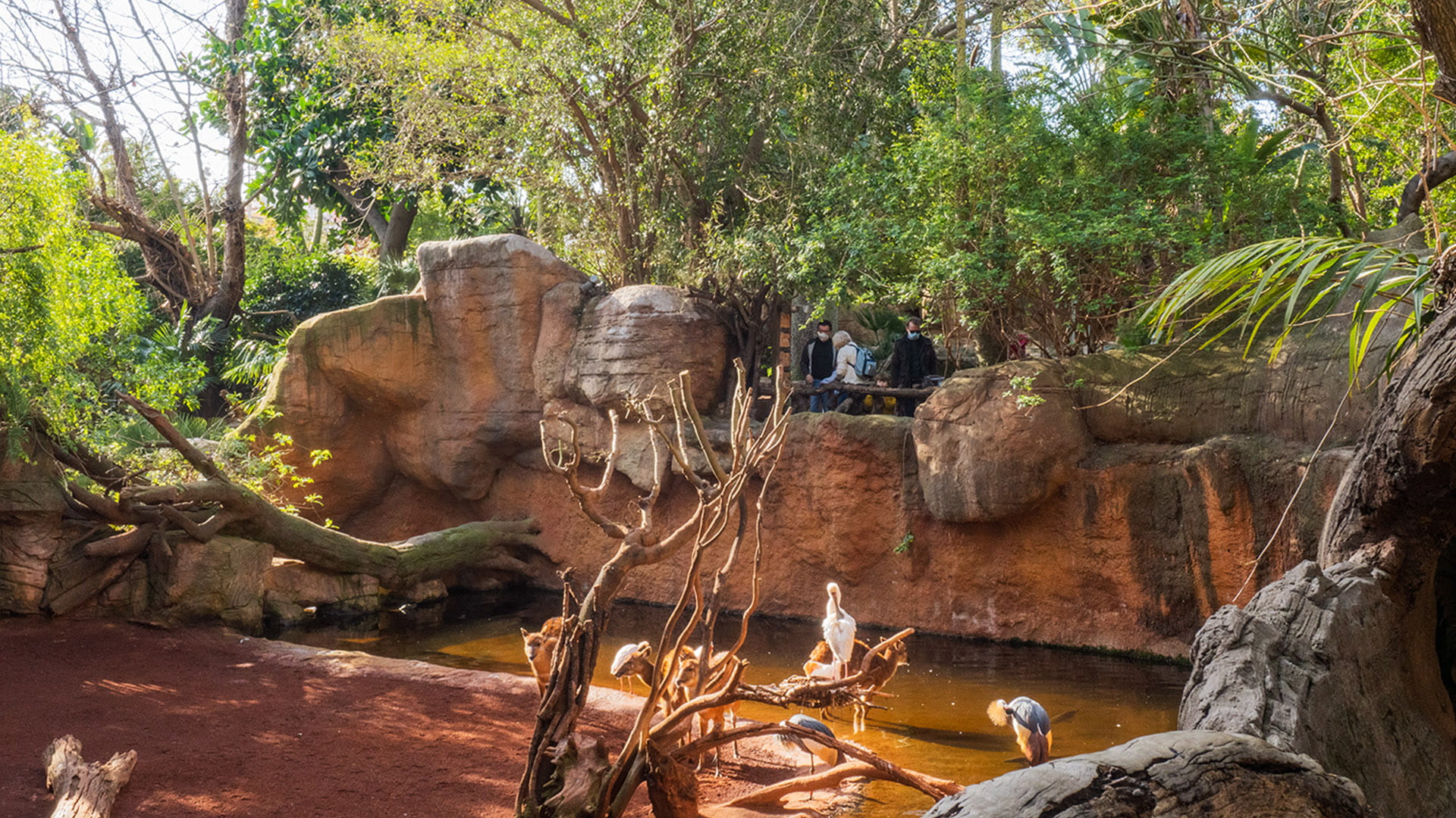 Humedales en BIOPARC Fuengirola Humedales en BIOPARC Fuengirola