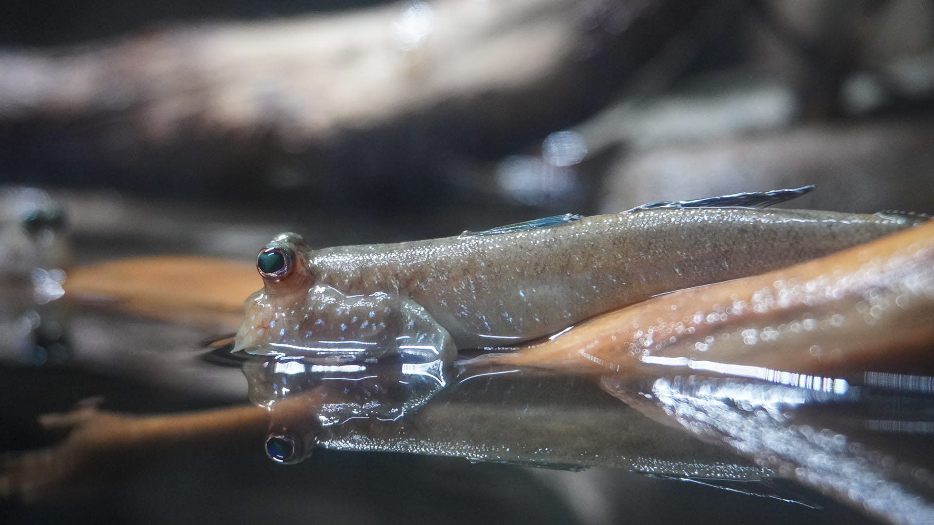 Saltarines del fango en BIOPARC Acuario de Gijon Saltarines del fango en BIOPARC Acuario de Gijón