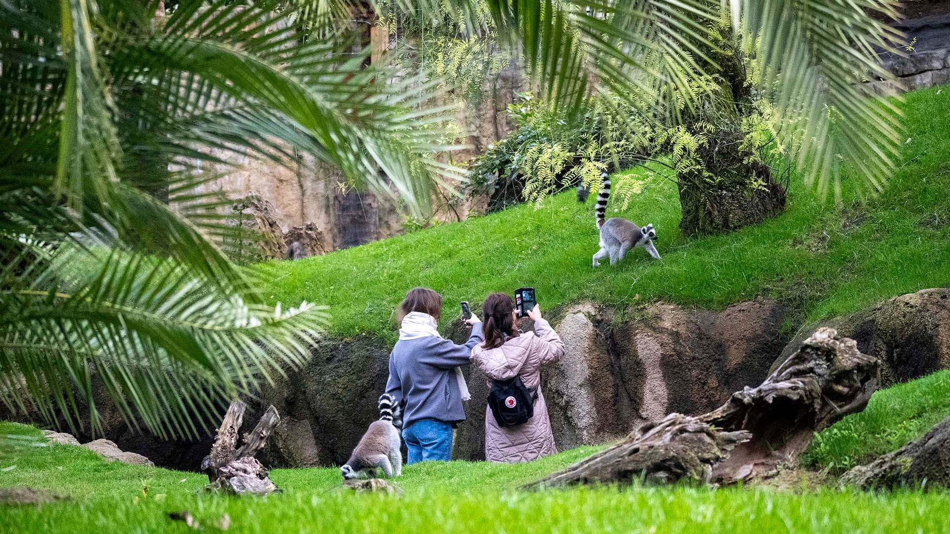 Febrero 2026 - Visitantes observando a los lémures en la isla de Madagascar de BIOPARC Valencia