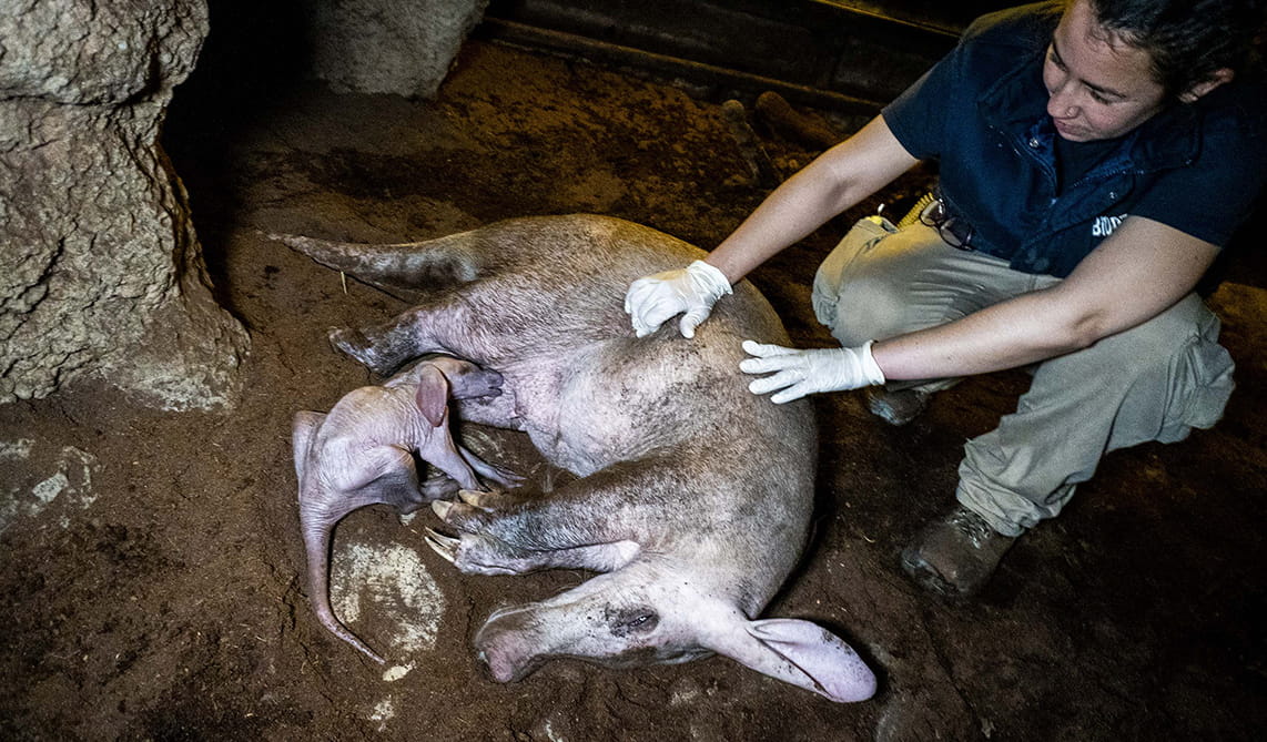 Día Internacional de la Mujer 2026