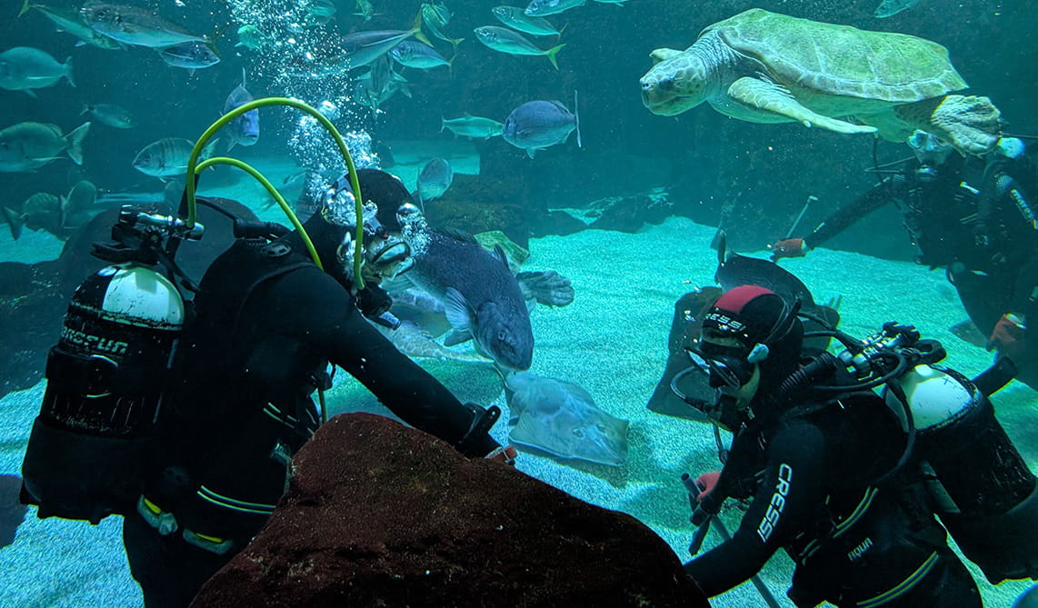 Alimentación del Gran Oceanario en BIOPARC Acuario de Gijón