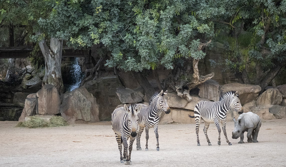 Cebras y cría de rinoceronte en la sabana de BIOPARC Valencia