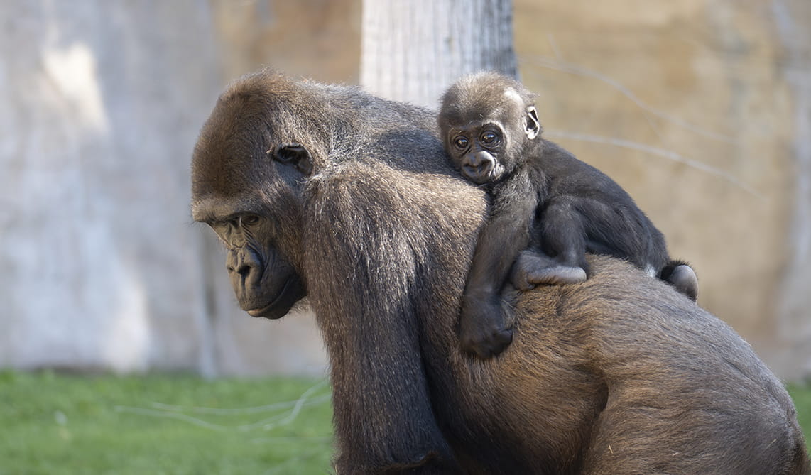 Ernie la cría de gorila de BIOPARC Fuengirola