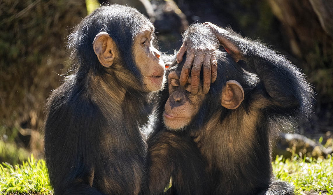 Dos crías de chimpancé jugando en BIOPARC Valencia