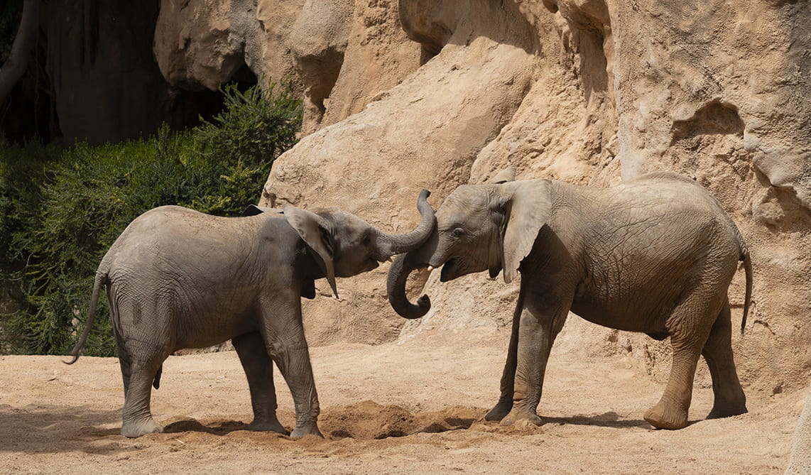 Malik y Makena, las crías de elefante de BIOPARC Valencia