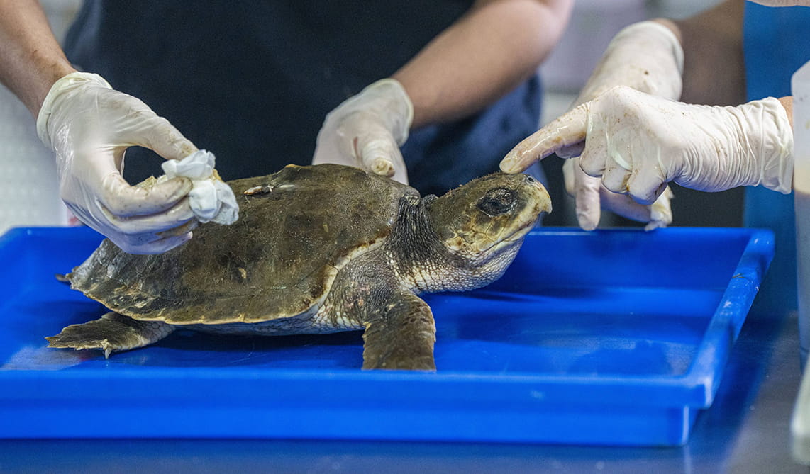 Primeras atenciones Tortuga Lora CRAMA BIOPARC