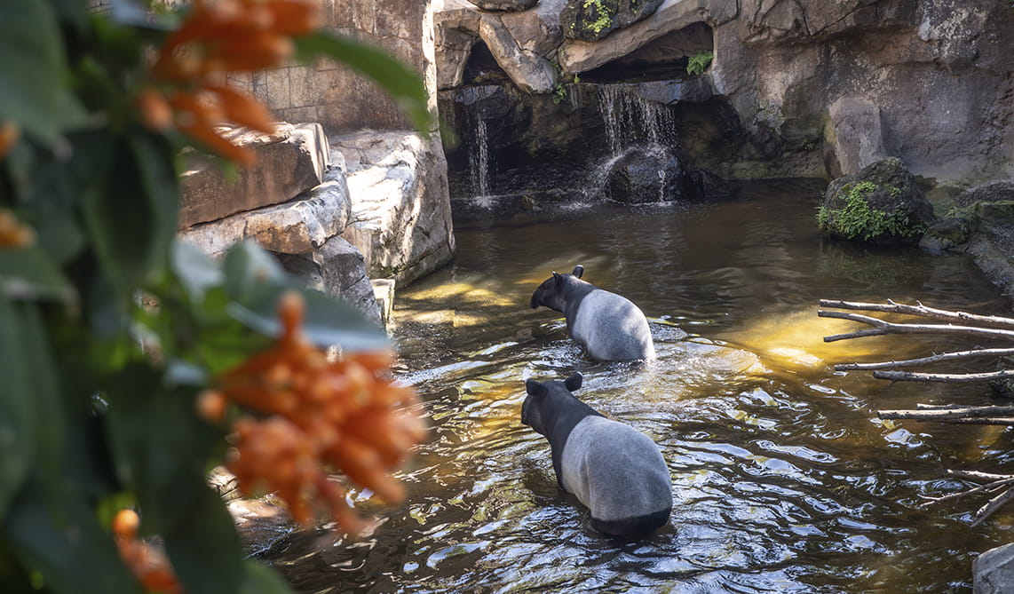Tapires malayos en BIOPARC Fuengirola