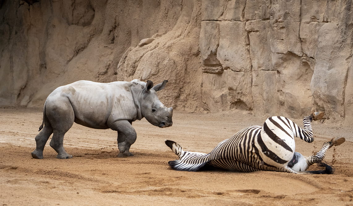 La Fundación BIOPARC con los parques de Fuengirola, Valencia y Gijón se unen al lema “Acción local para un impacto global”
