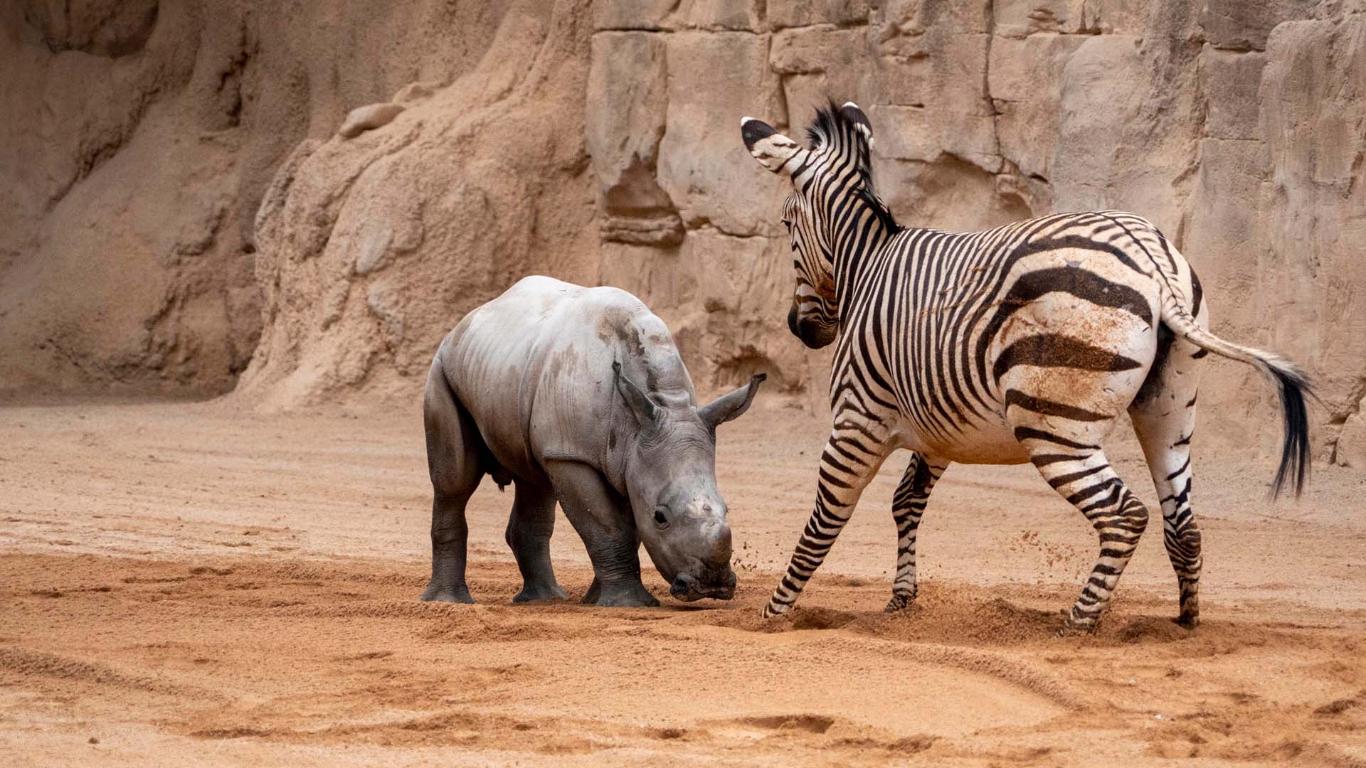 Cría de rinoceronte y cebra en BIOPARC Valencia