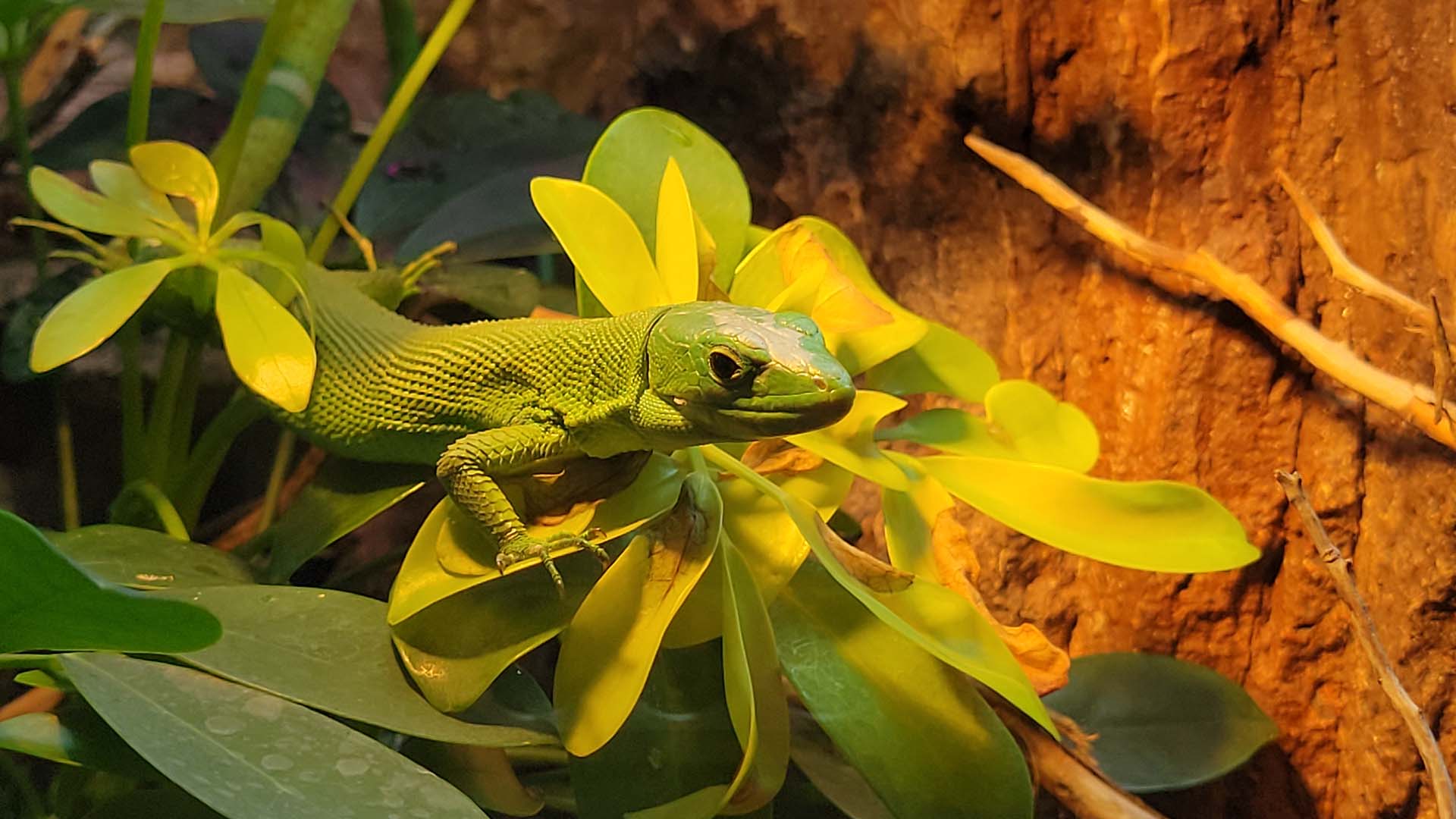 Lagarto verde de tanzania - BIOPARC Acuario de Gijón
