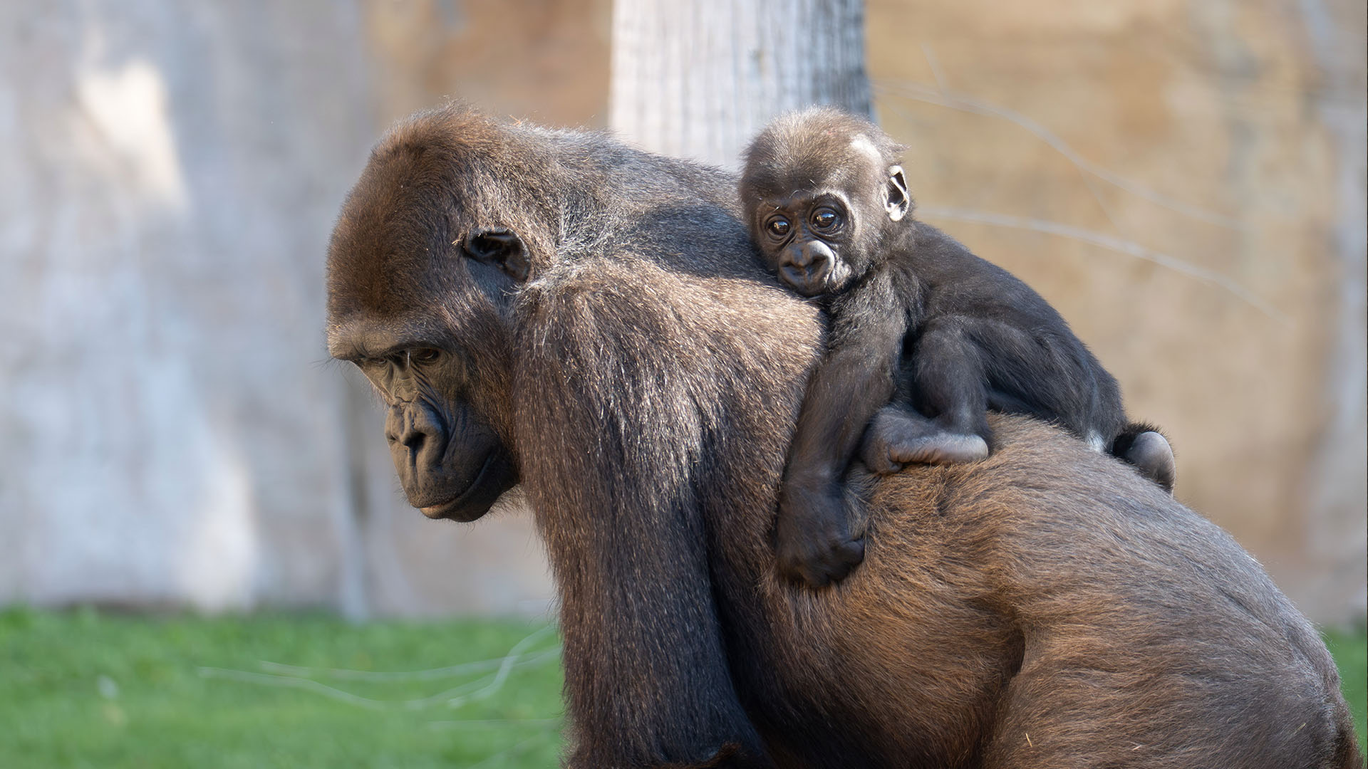 Ernie cria gorila Bioparc Fuengirola