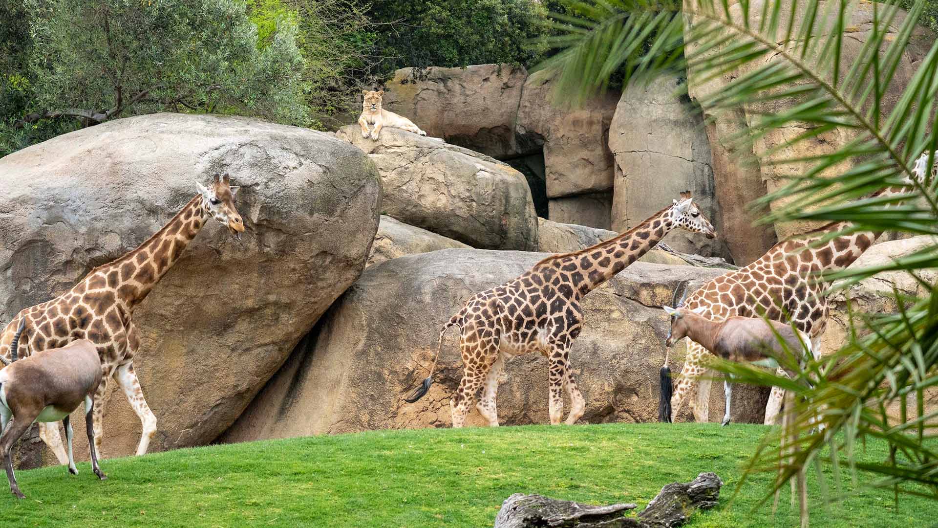 Jirafas y leona en BIOPARC Valencia