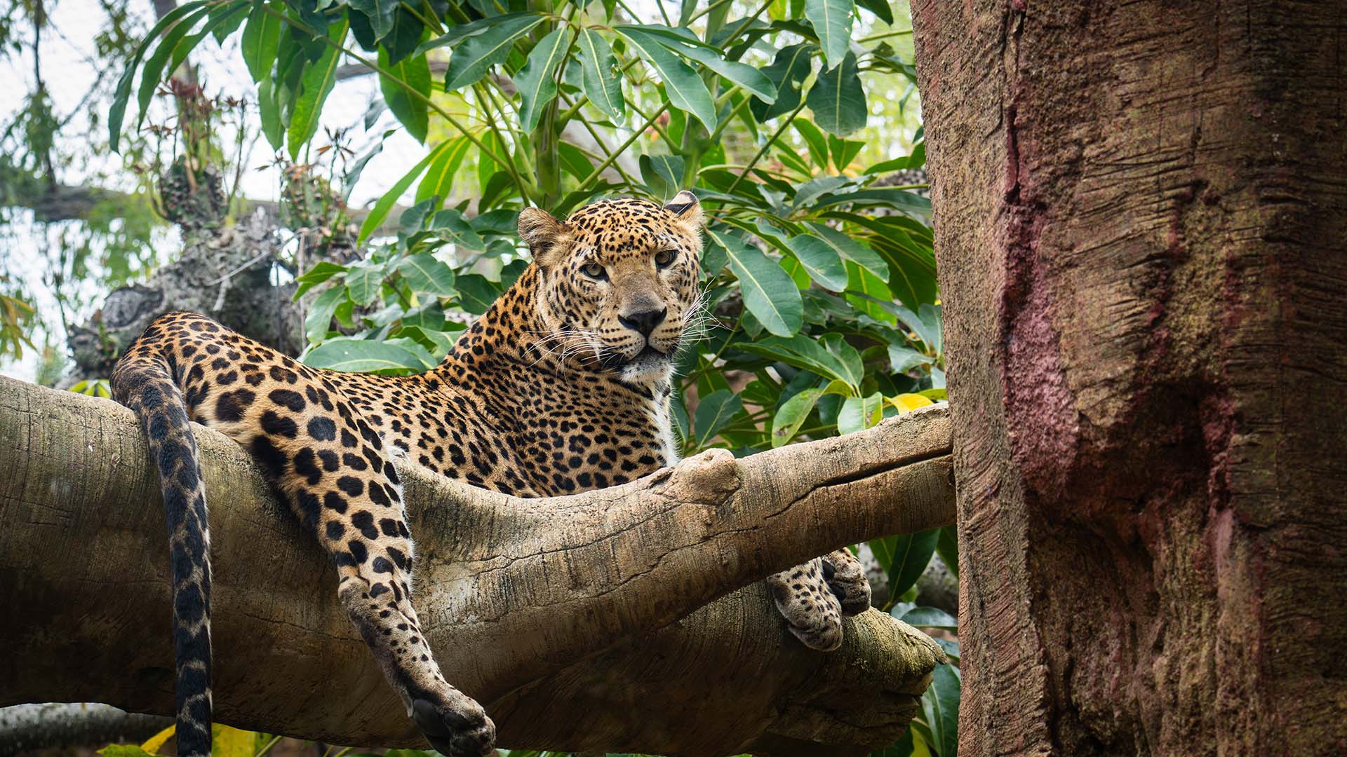 Leopardo en BIOPARC Fuengirola