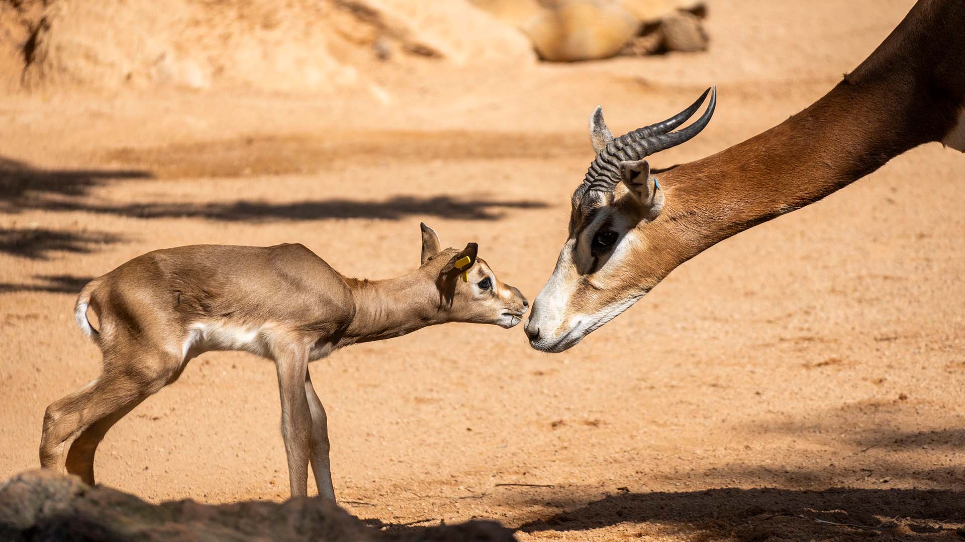Nace una cría de gacela Mhorr en BIOPARC Valencia