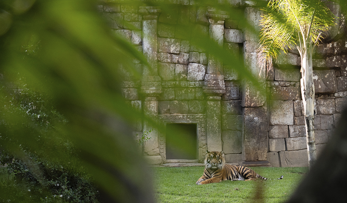 Tigre de Sumatra en BIOPARC Fuengirola