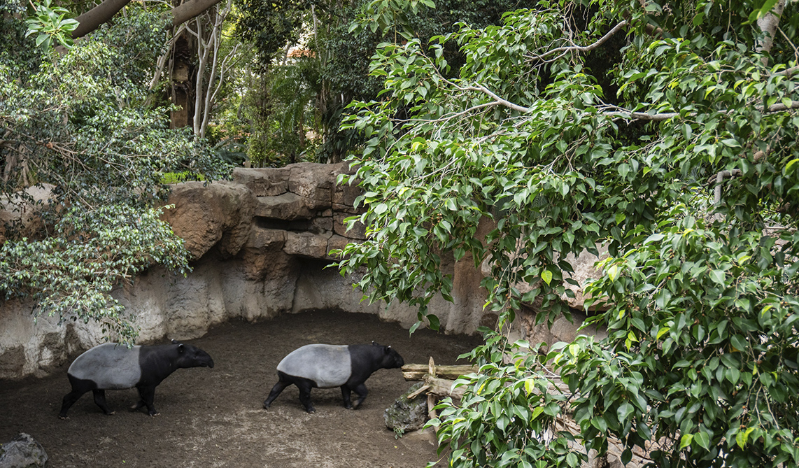 Tapires malayos en los bosques tropicales de BIOPARC Fuengirola