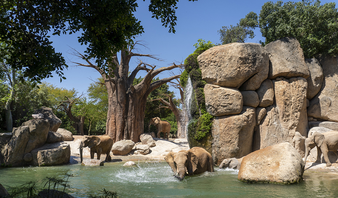 Los BIOPARC alertan sobre la protección de la biodiversidad en el Día Mundial del Medio Ambiente