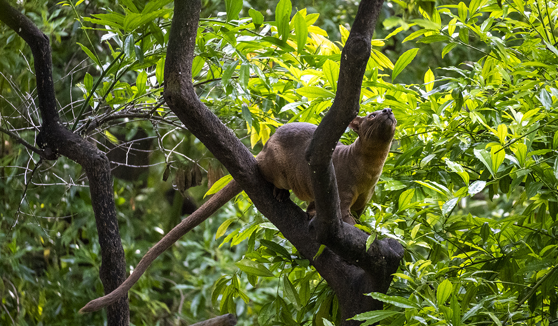 Fosa en la isla de Madagascar de BIOPARC Valencia