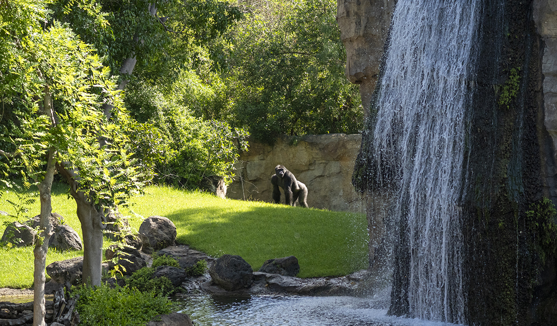 Gorila en la selva ecuatorial de BIOPARC Valencia