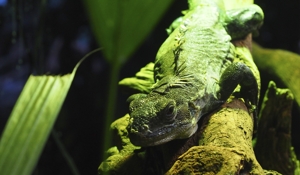 Iguana Espinosa de Utila en BIOPARC Acuario de Gijón