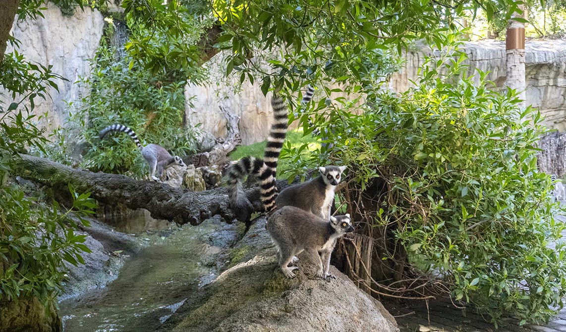 BIOPARC alerta de que proteger la biodiversidad es una de las respuestas más eficaces frente a la crisis climática