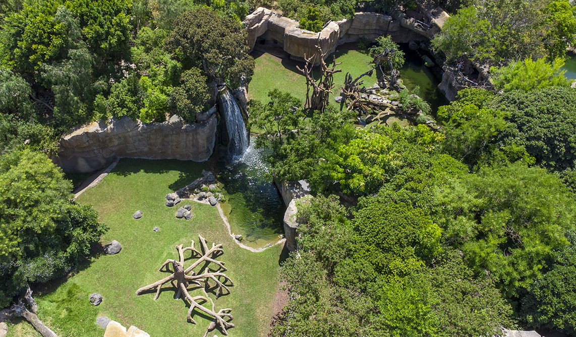 BIOPARC muestra el máximo compromiso con los bosques tropicales, uno de los ecosistemas más valiosos y amenazados del planeta