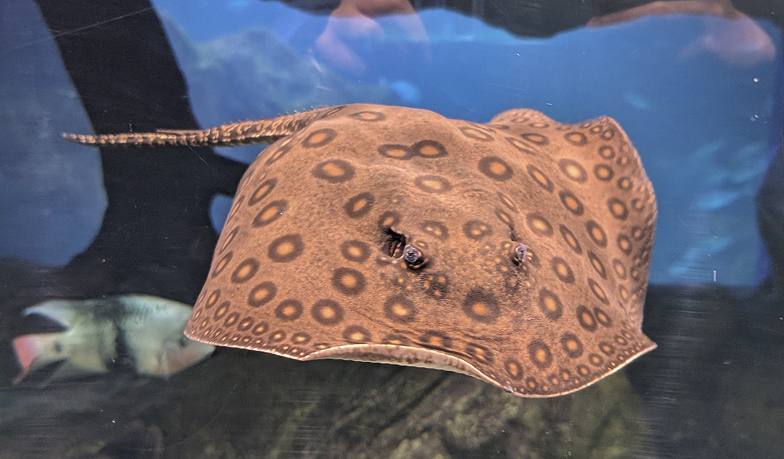 Raya Motoro en BIOPARC Acuario de Gijón