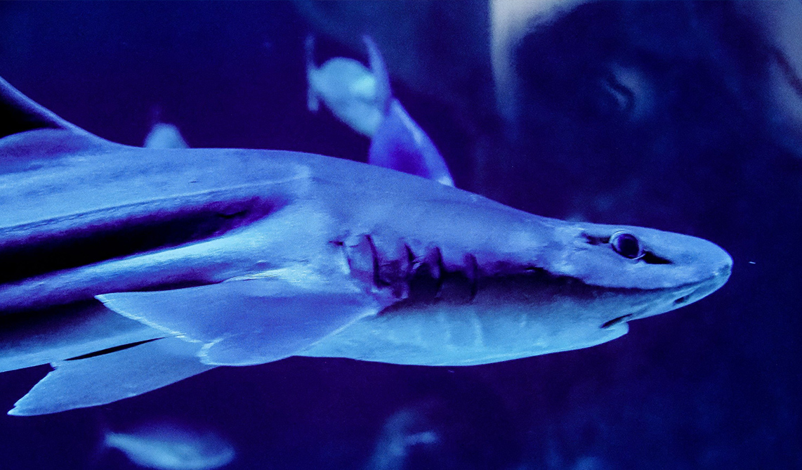 Tiburón musola en BIOPARC Acuario de Gijón