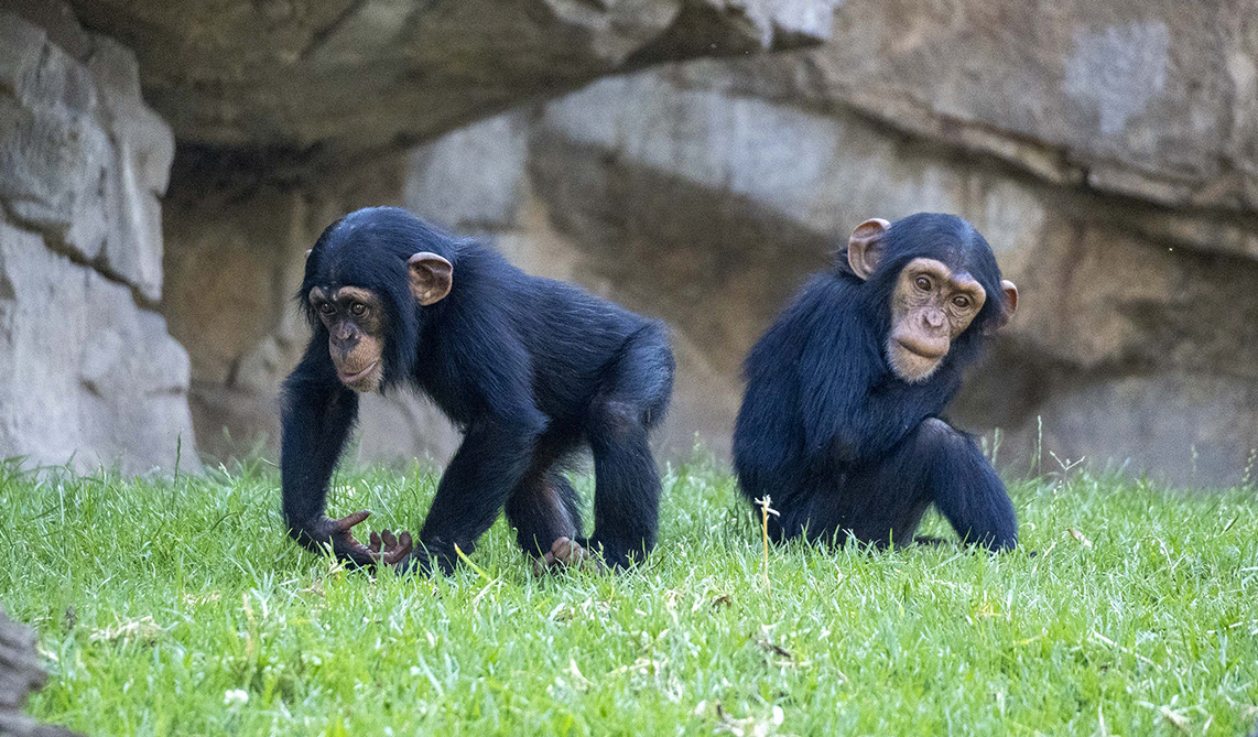 Las crías de chimpancé Ekon y Cala en BIOPARC Valencia
