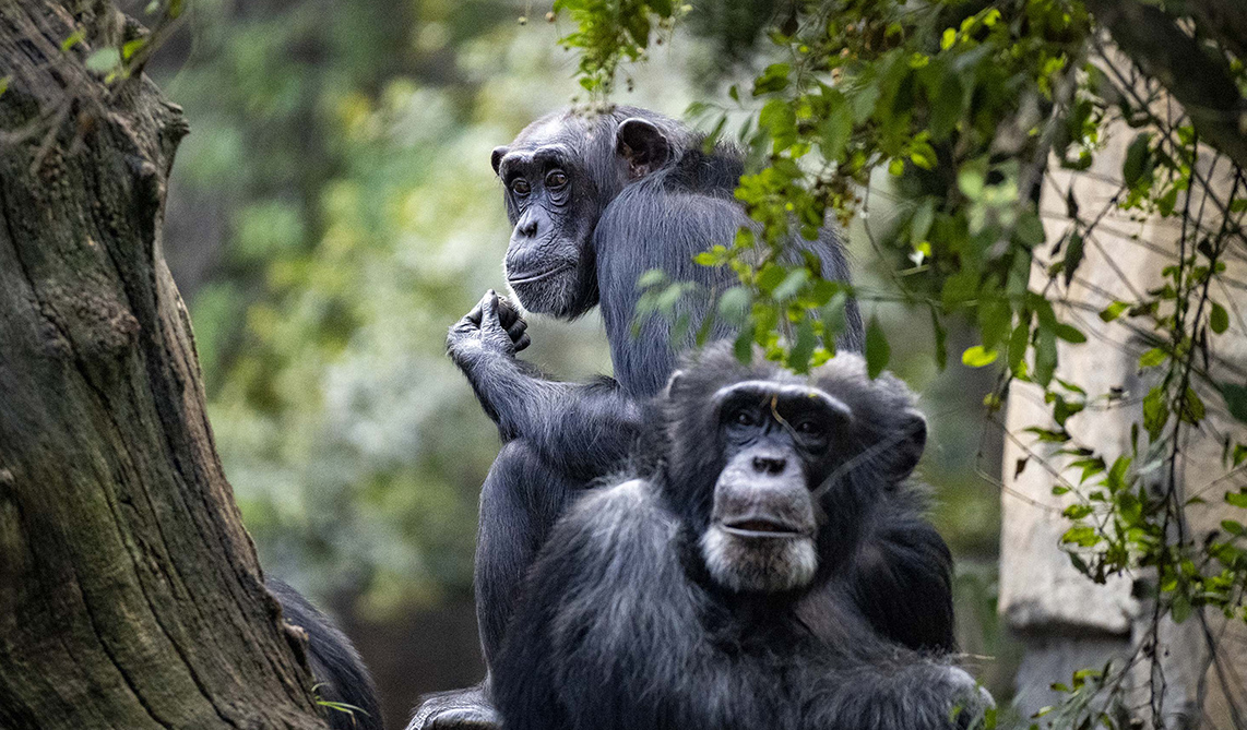 Chimpancés en la selva ecuatorial de BIOPARC Valencia