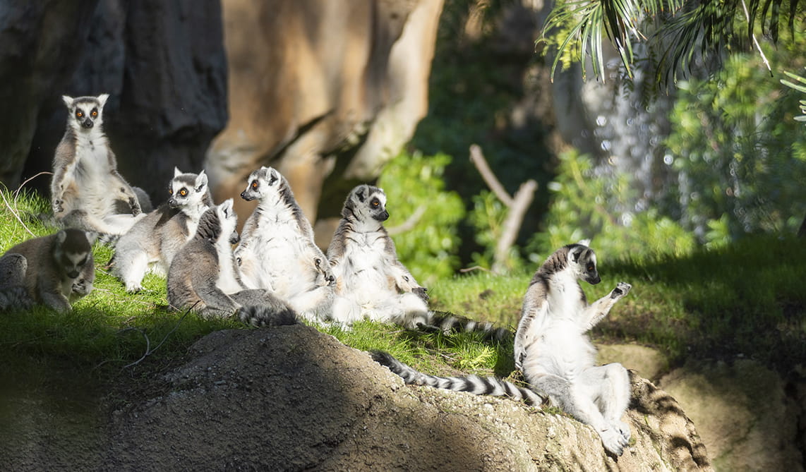 Día Mundial de los Primates: BIOPARC reivindica la importancia de conocerlos para protegerlos