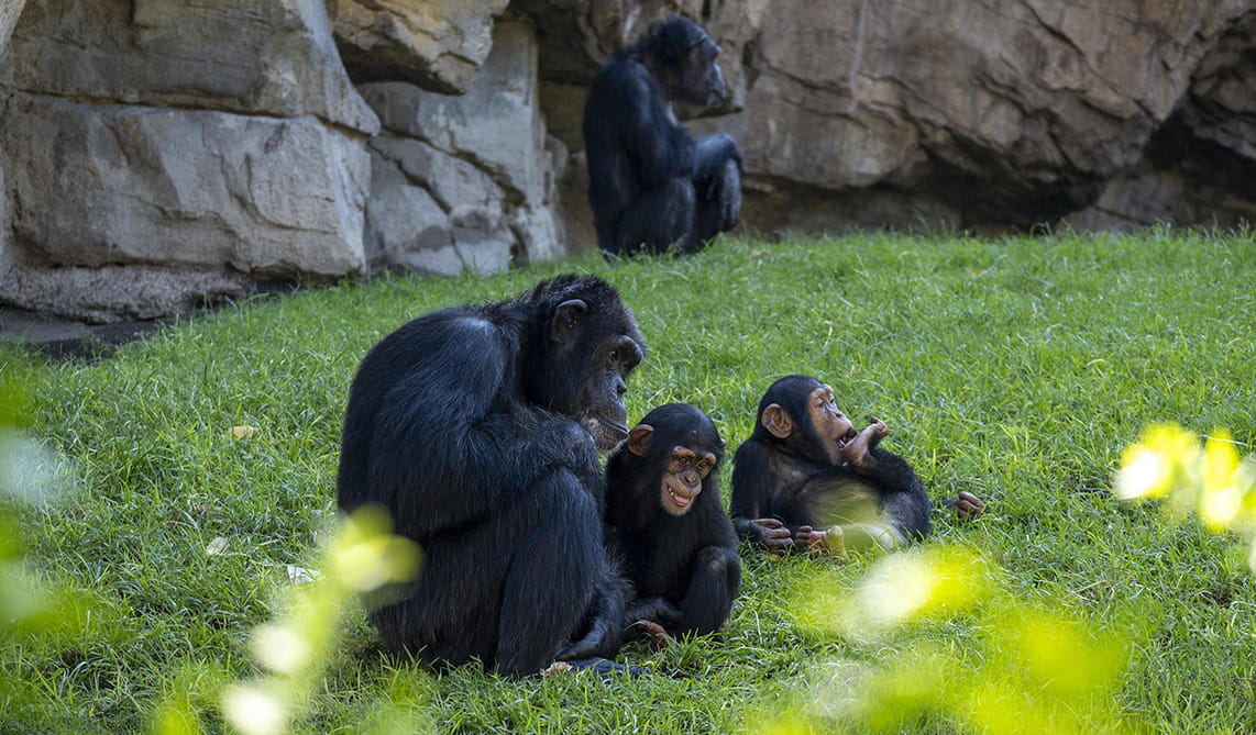 Día Mundial de los Primates: BIOPARC reivindica la importancia de conocerlos para protegerlos