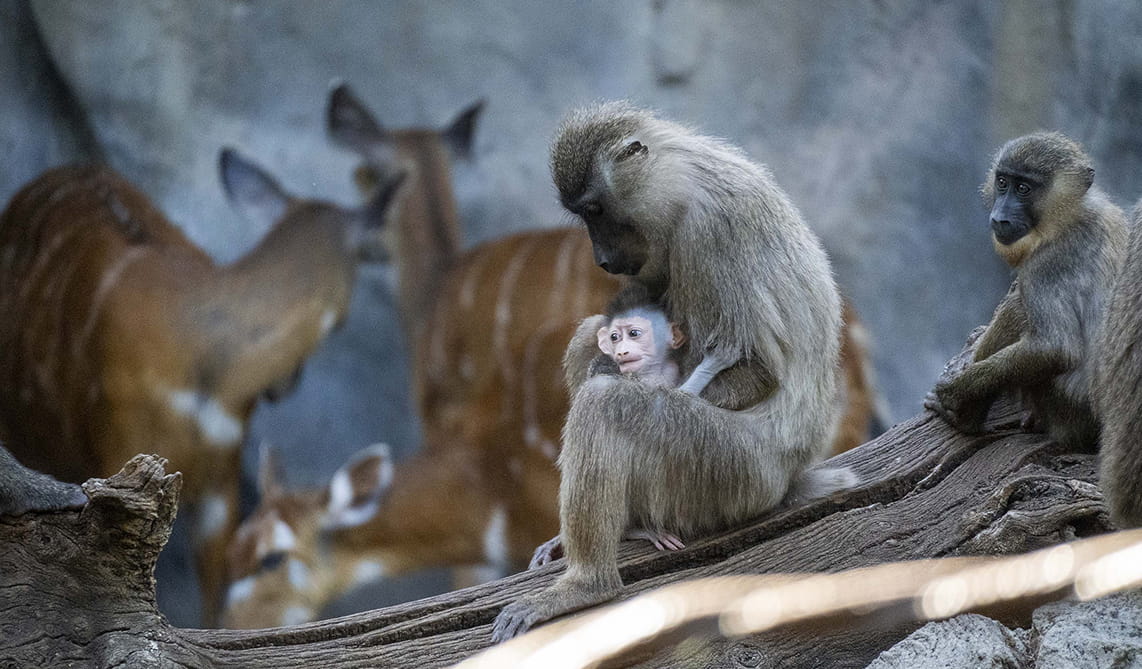 Familia de driles en BIOPARC Valencia