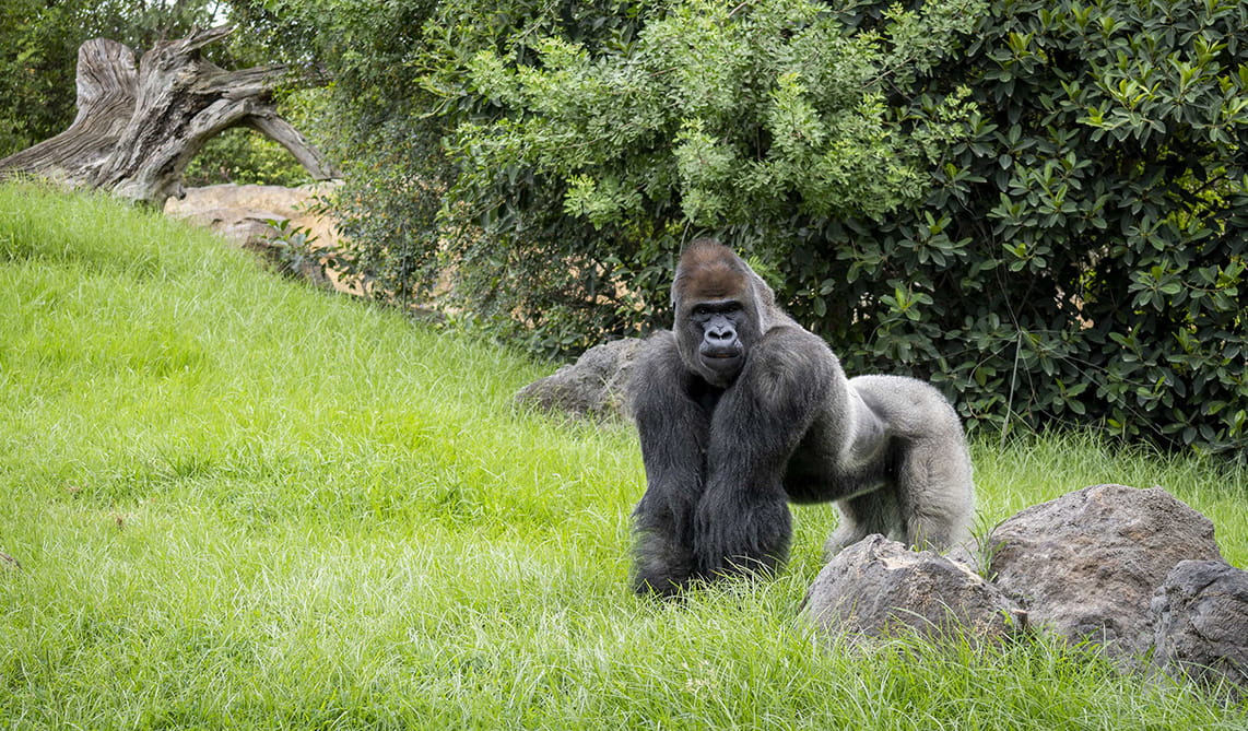 Gorila en BIOPARC Valencia