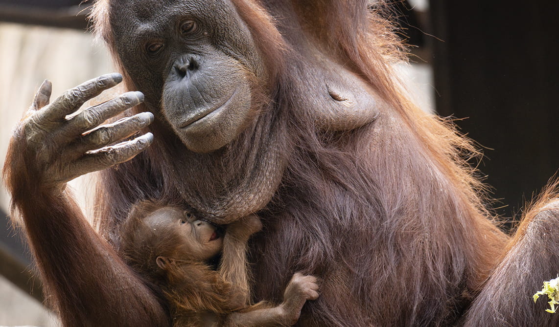 Orangutanes en BIOPARC Fuengirola