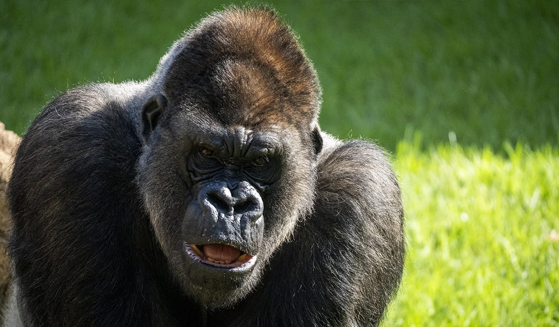 Primer plano de un gorila occidental de llanura en BIOPARC Valencia