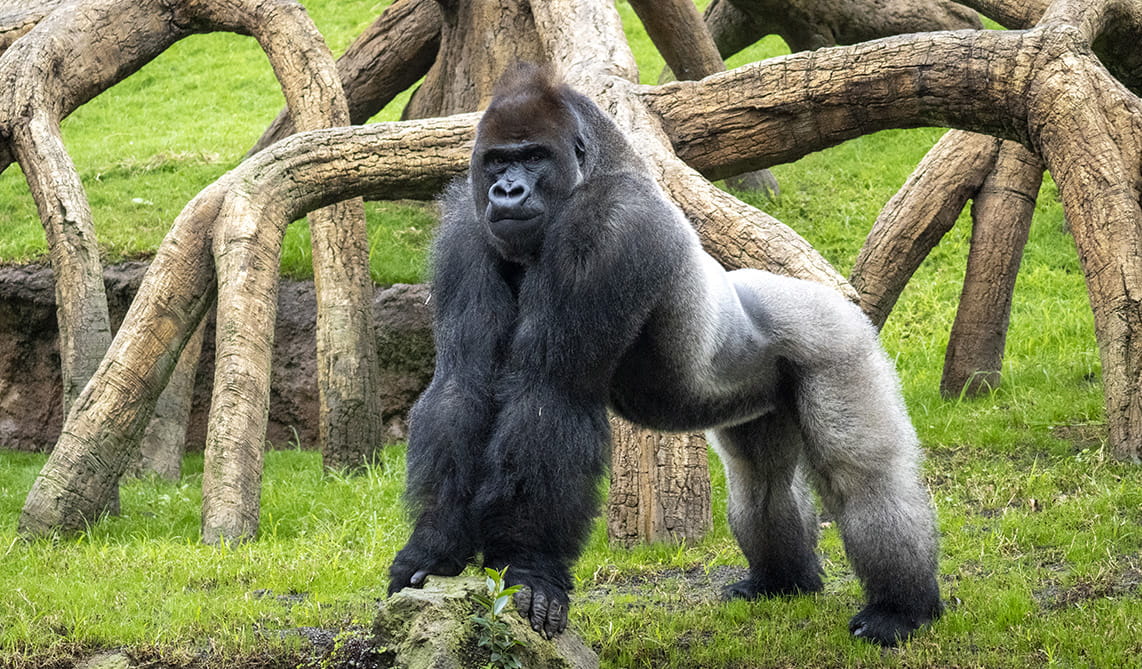 BIOPARC reivindica el Día Mundial del Gorila poniendo en valor su conocimiento, bienestar y conservación