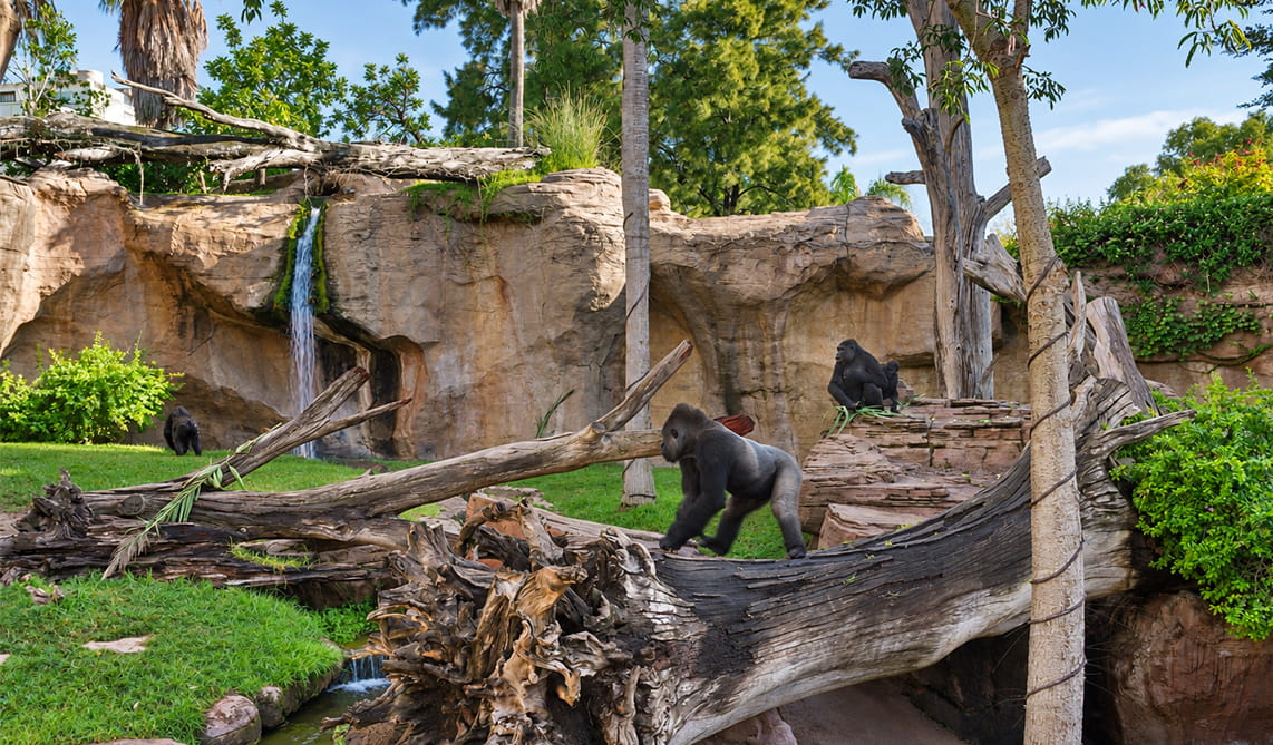 Gorilas en BIOPARC Fuengirola
