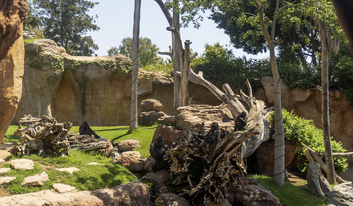 Gorilas en la selva de BIOPARC Fuengirola