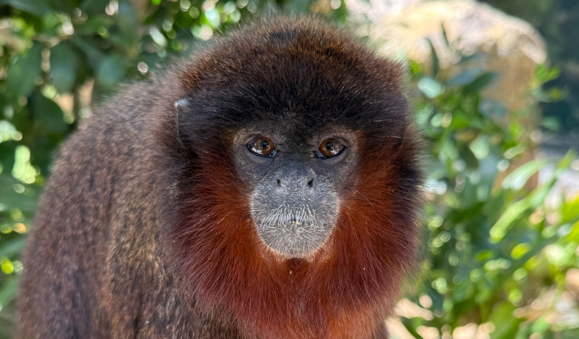 Socayo rojo en BIOPARC Fuengirola