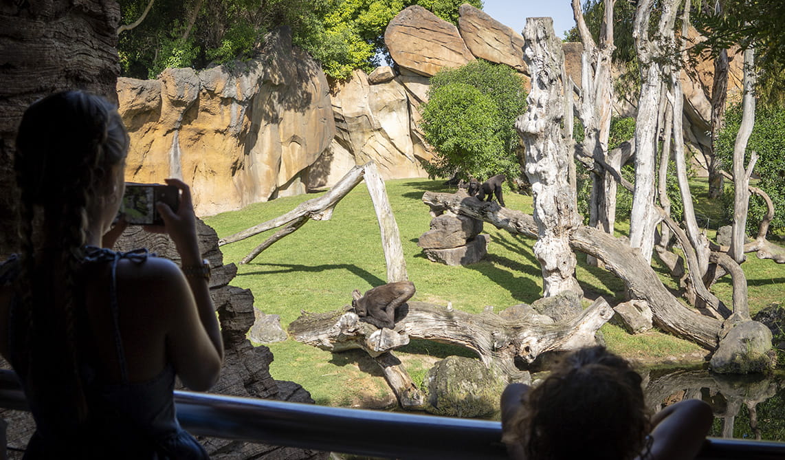 Visitantes observando a los gorilas en BIOPARC Valencia