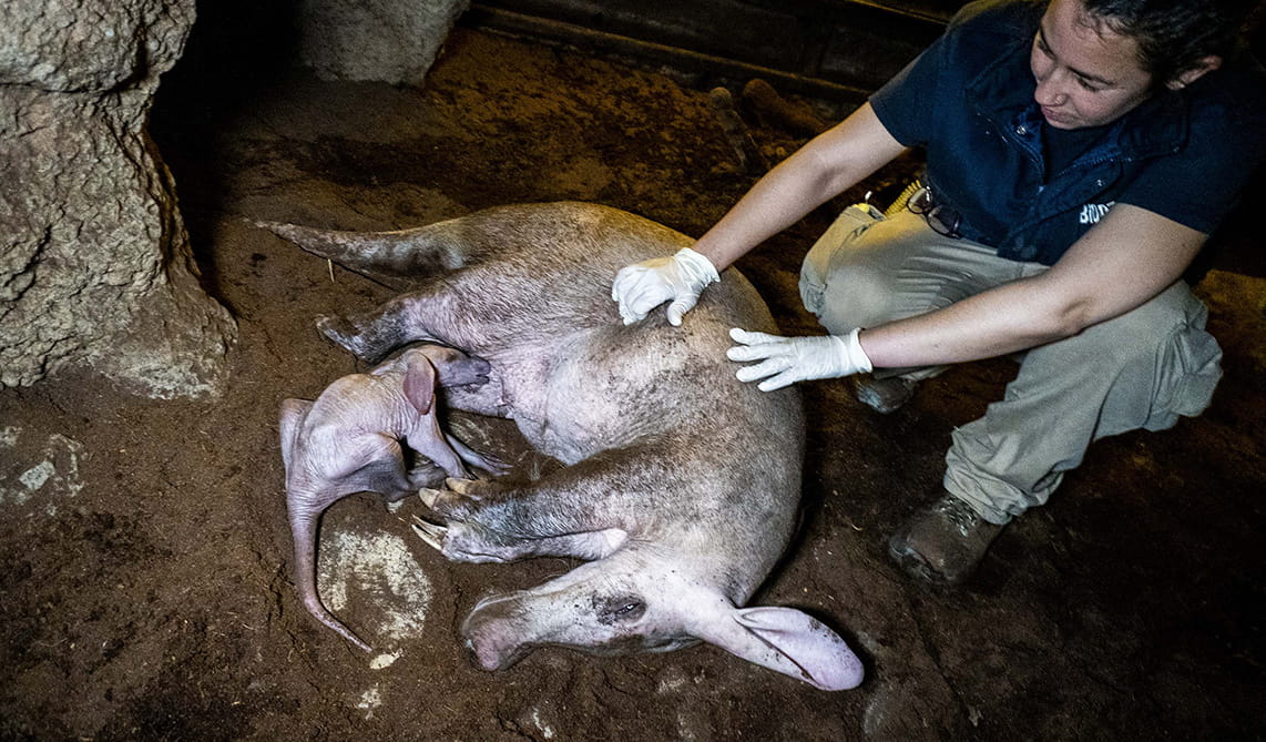 Equipo de biología observando la correcta alimentación de una cría de oricteropo recién nacida en BIOPARC Valencia