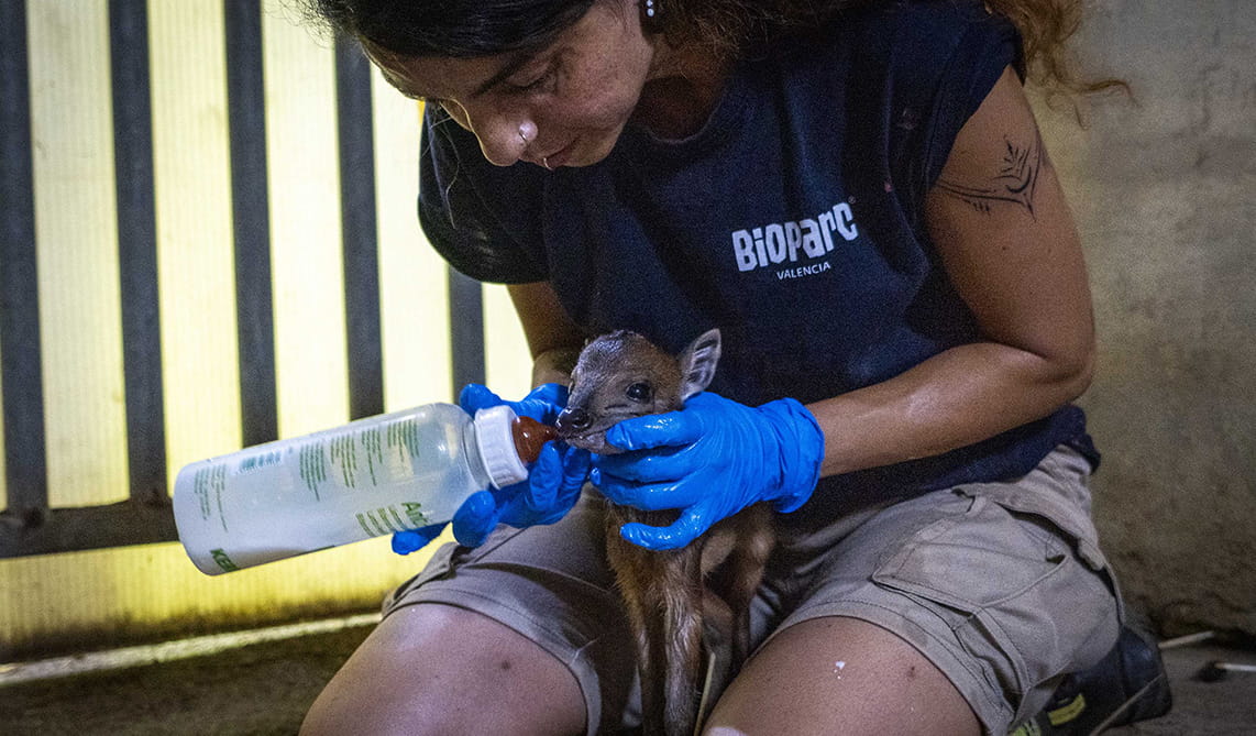 Equipo de biología de BIOPARC Valencia complementa la alimentación de una cría de duiker rojo