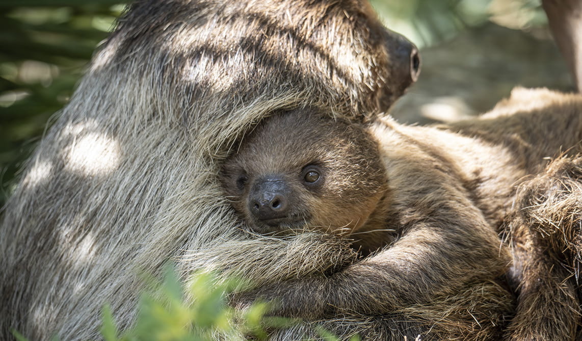 Cría de perezoso en BIOPARC Fuengirola