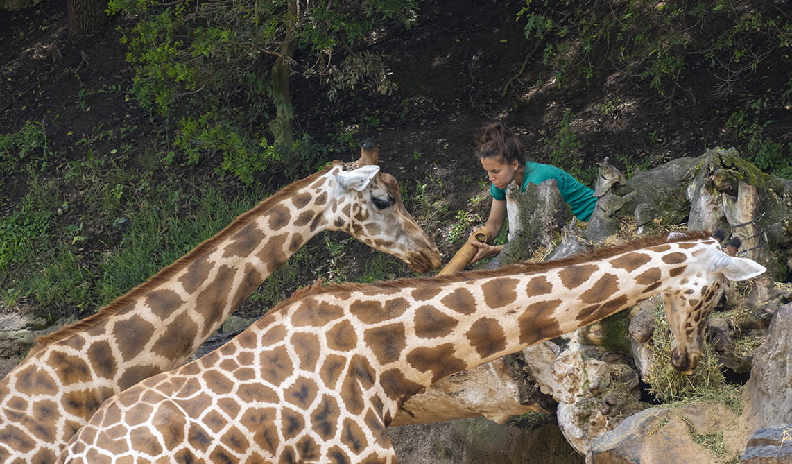 Equipo de biología de BIOPARC Valencia incorporando un enriquecimiento ambiental para las jirafas
