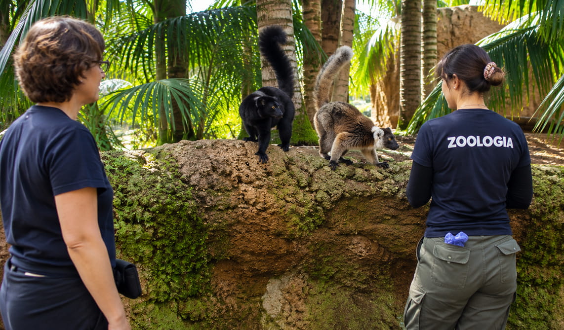 Equipo de zoología de BIOPARC Fuengirola observando a los lémures