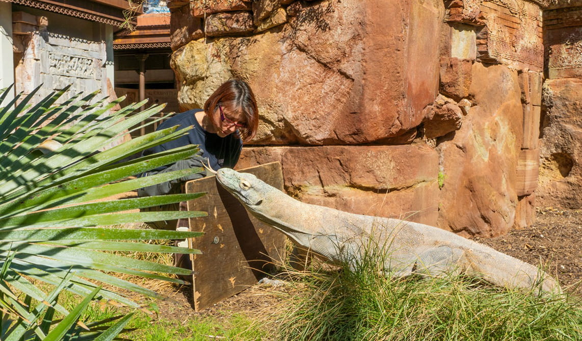 Equipo de herpetología de BIOPARC Fuengirola junto a un dragón de Komodo