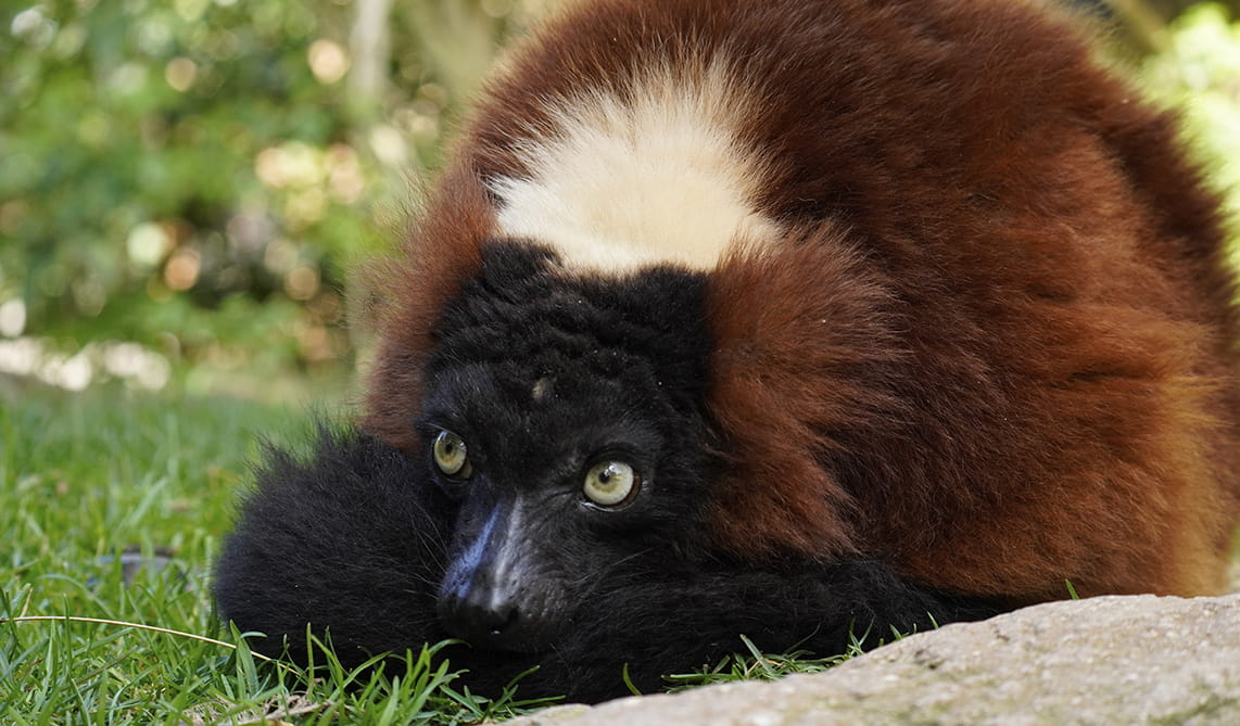 Lémur de collar rojo en BIOPARC Fuengirola