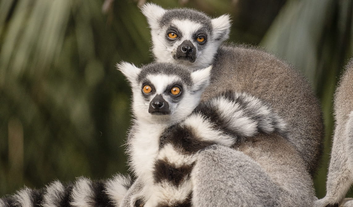 Los BIOPARC de Fuengirola y Valencia, referentes en la conservación de lémures, alertan sobre el peligro de extinción de estos primates