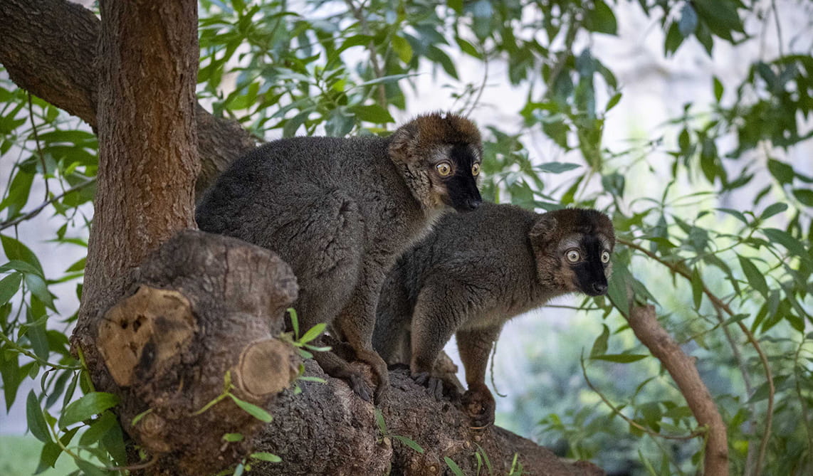 Lémures frentirrojos en BIOPARC Valencia
